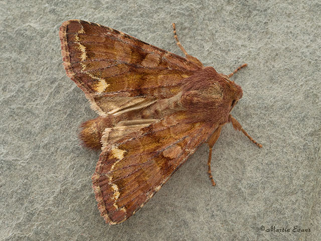  73.271 Broom Moth Copyright Martin Evans 