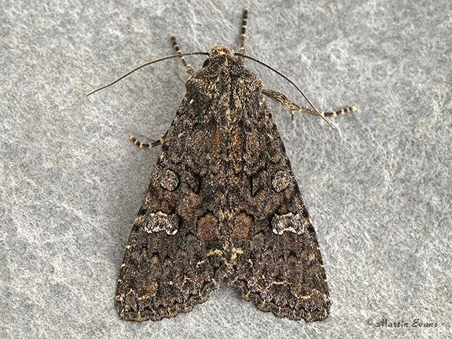  73.274 Cabbage Moth Copyright Martin Evans 