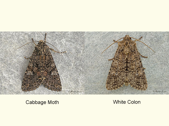  73.274 Cabbage Moth and White Colon Copyright Martin Evans 