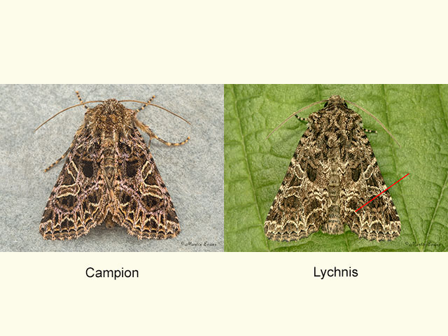  73.276 Campion and Lychnis Copyright Martin Evans 