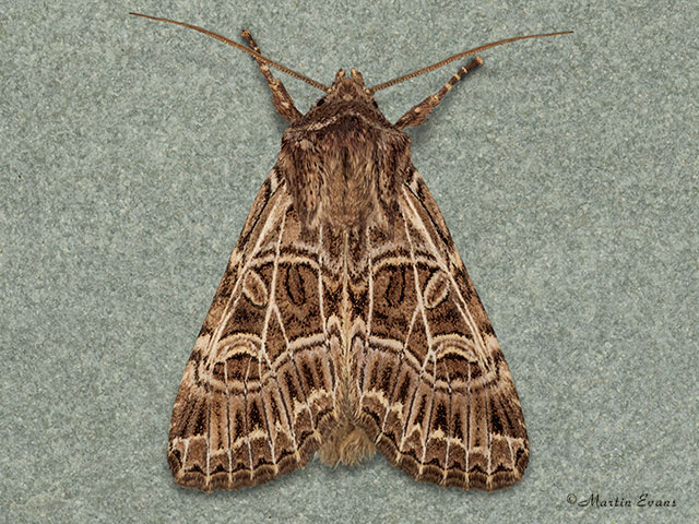  73.277 Bordered Gothic Copyright Martin Evans 