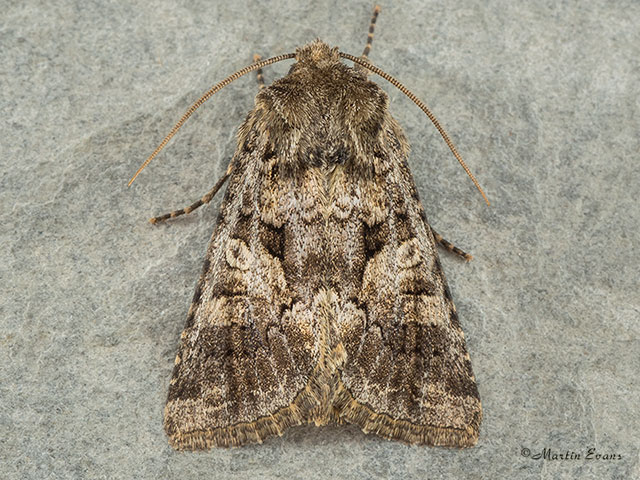 73.278 Barretts Marbled Coronet Copyright Martin Evans 