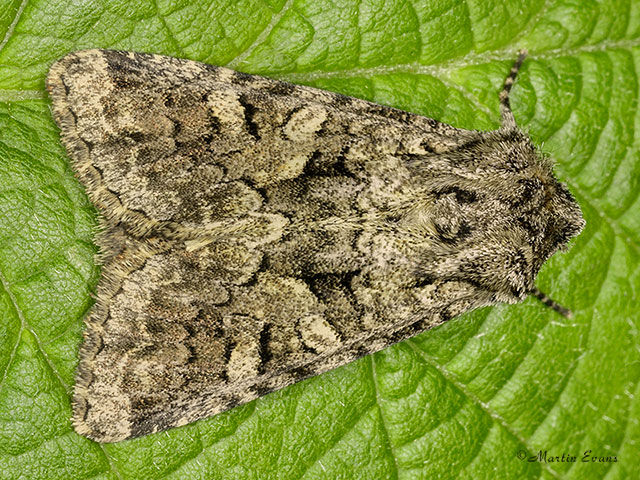 73.278 Barretts Marbled Coronet Copyright Martin Evans 