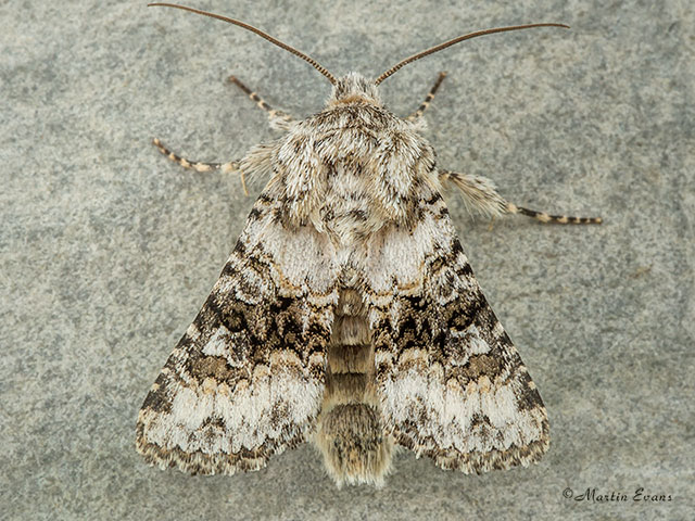  73.279 Broad-barred White Copyright Martin Evans 