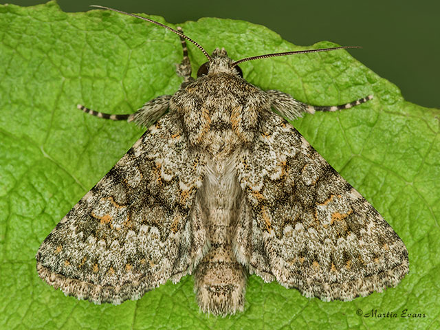  73.280 Small Ranunculus Copyright Martin Evans 