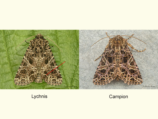  73.281 Lychnis and Campion Copyright Martin Evans 