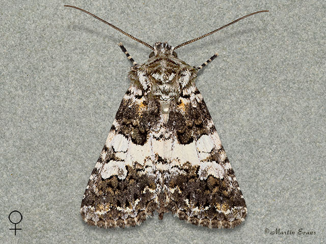  73.282 Varied Coronet Copyright Martin Evans 