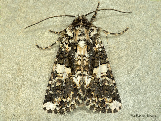  73.283 Marbled Coronet Copyright Martin Evans 