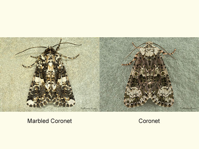  73.283 Marbled Coronet and Coronet  Copyright Martin Evans 