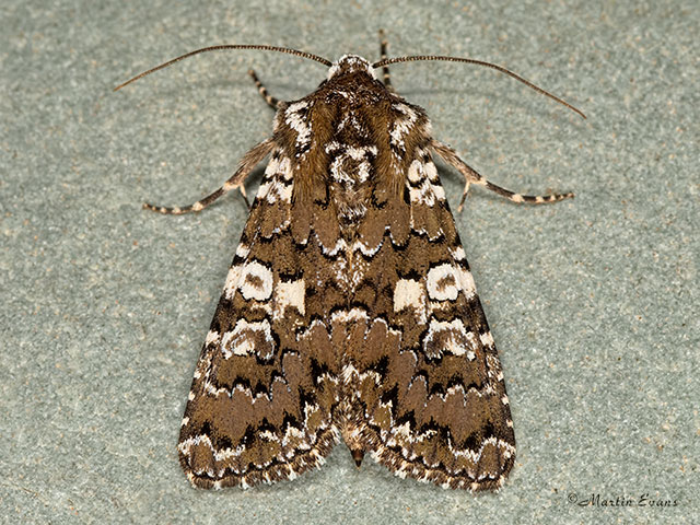  73.284 White Spot Copyright Martin Evans 