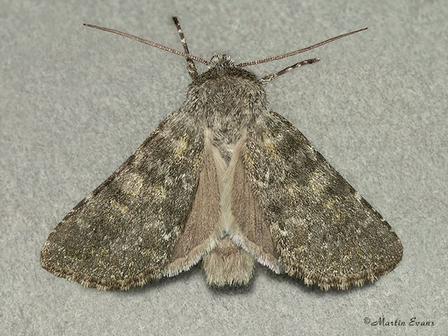  73.285 Grey Copyright Martin Evans 