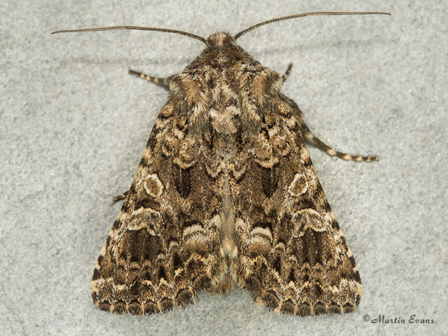  73.286 Tawny Shears Copyright Martin Evans 