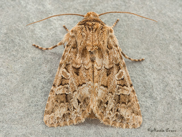  73.286 Tawny Shears Copyright Martin Evans 