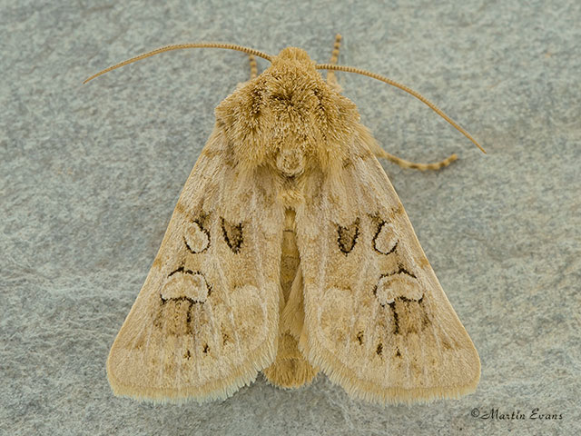 73.286 Tawny Shears Copyright Martin Evans 