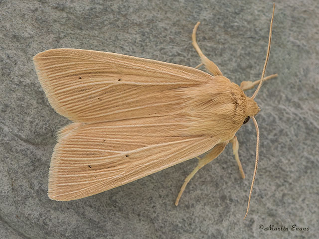  73.291 Common Wainscot Copyright Martin Evans 