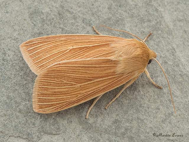  73.291 Common Wainscot Copyright Martin Evans 
