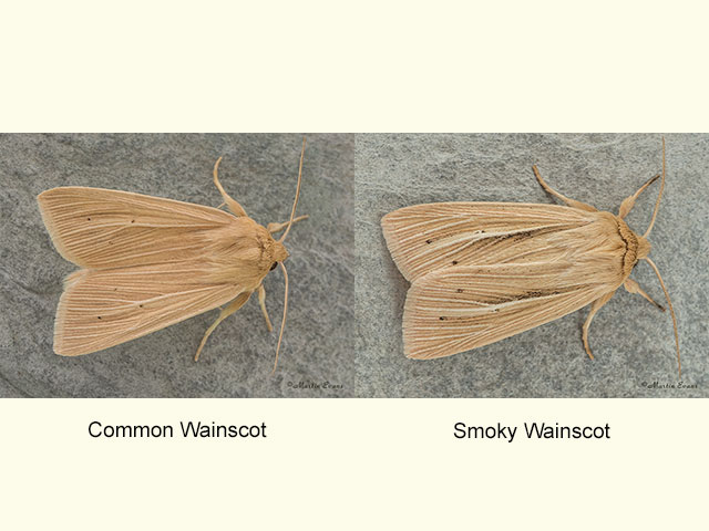  73.291 Common Wainscot and Smoky Wainscot Copyright Martin Evans 
