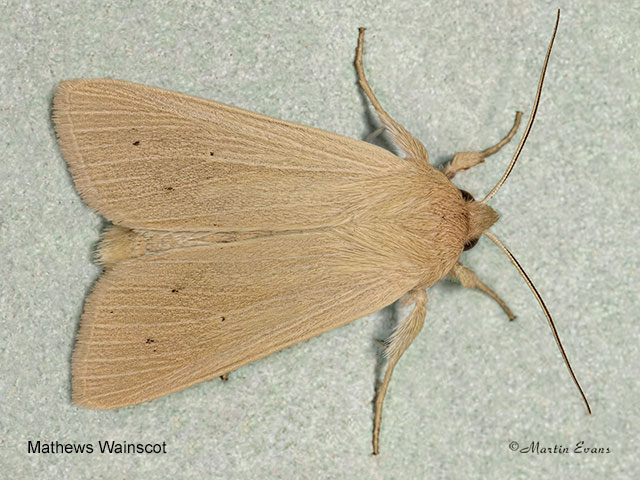 73.291 Common Wainscot f.favicolor Copyright Martin Evans 