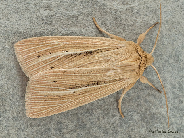  73.293 Smoky Wainscot Copyright Martin Evans 