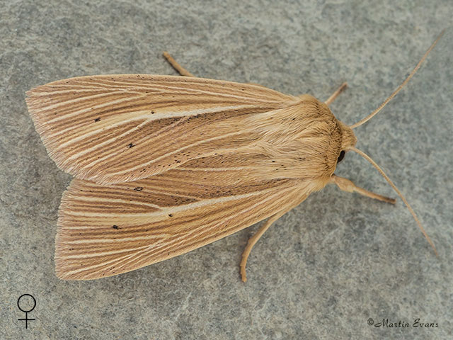  73.293 Smoky Wainscot female Copyright Martin Evans 