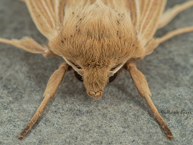  73.293 Smoky Wainscot head Copyright Martin Evans 