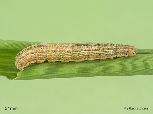  73.293 Smoky Wainscot larva 31mm Copyright Martin Evans 