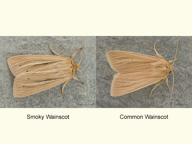  73.293 Smoky Wainscot and Common Wainscot Copyright Martin Evans 