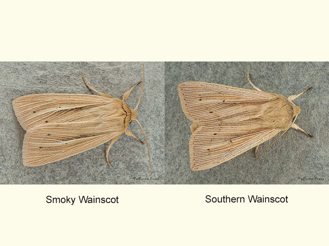  73.293 Smoky Wainscot and Southern Wainscot Copyright Martin Evans 