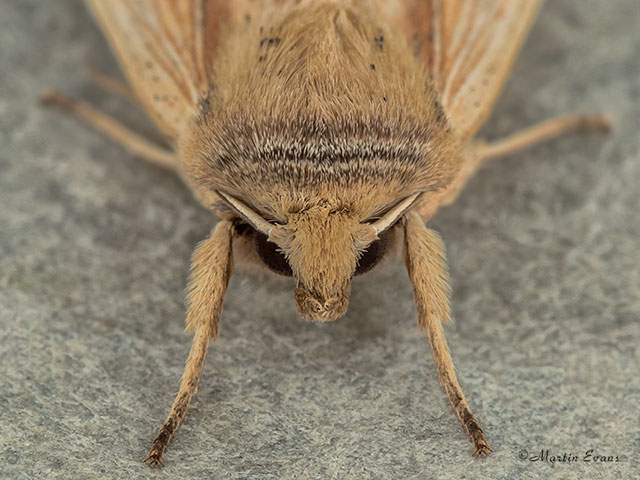  73.294 Southern Wainscot head Copyright Martin Evans 