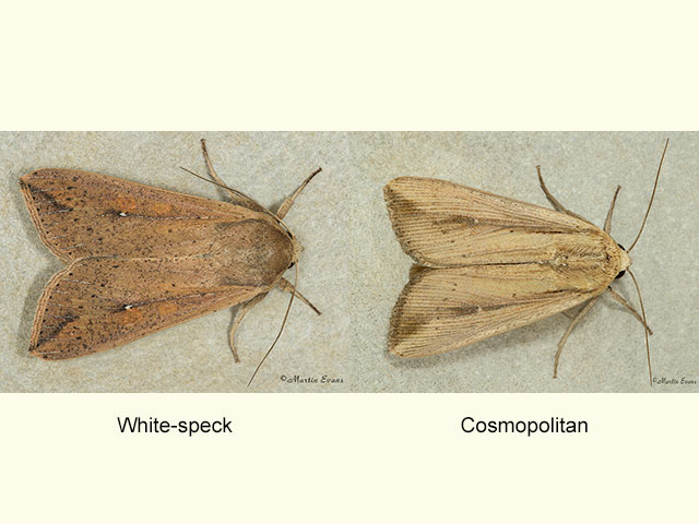  73.296 White-speck and Cosmopolitan Copyright Martin Evans 