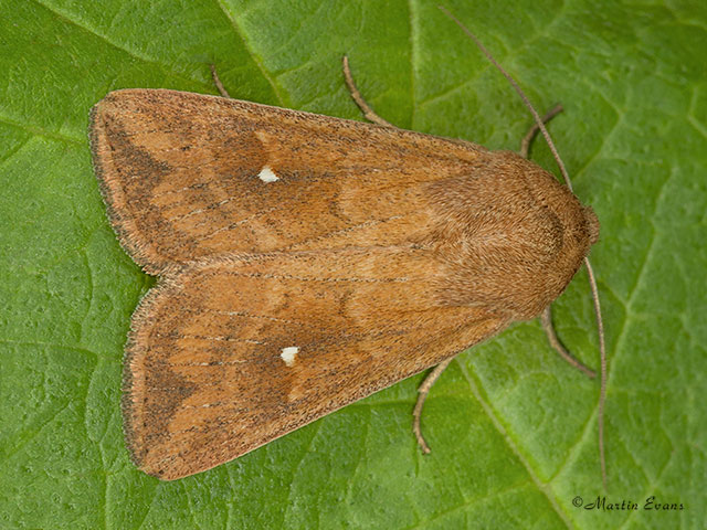  73.297 White-point Copyright Martin Evans 