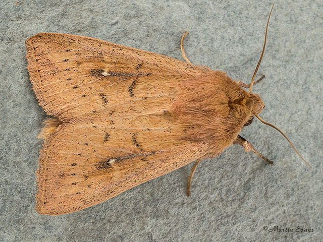  73.298 Clay Copyright Martin Evans 