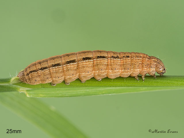  73.298 Clay larva 25mm Copyright Martin Evans 