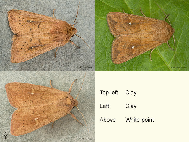  73.298 Clay and White-point Copyright Martin Evans 