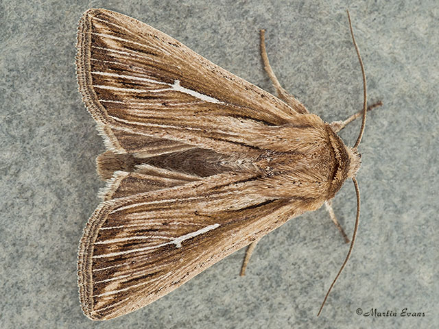  73.300 L-album Wainscot Copyright Martin Evans 