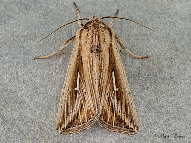  73.300 L-album Wainscot Copyright Martin Evans 