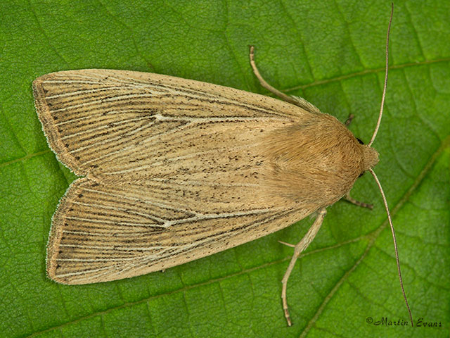  73.302 Obscure Wainscot Copyright Martin Evans 