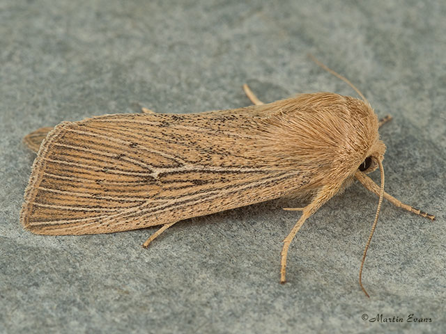  73.302 Obscure Wainscot Copyright Martin Evans 