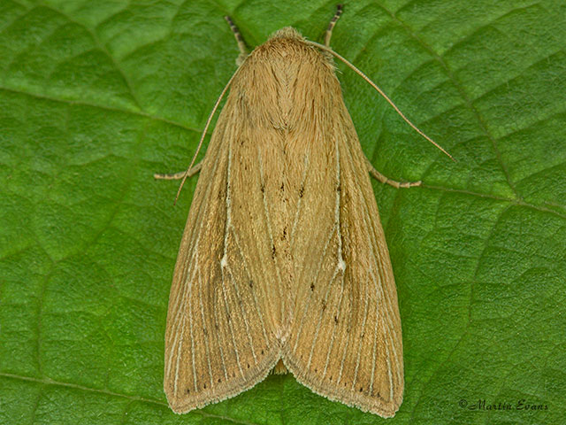  73.302 Obscure Wainscot Copyright Martin Evans 