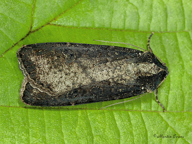 73.307 Pearly Underwing black form Copyright Martin Evans 