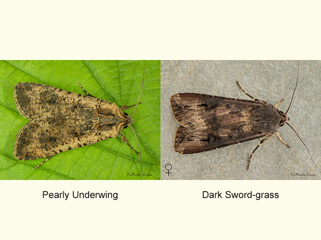  73.307 Pearly Underwing and Dark Sword-grass Copyright Martin Evans 