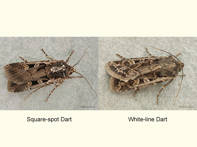  73.312 Square-spot Dart and White-line Dart Copyright Martin Evans 