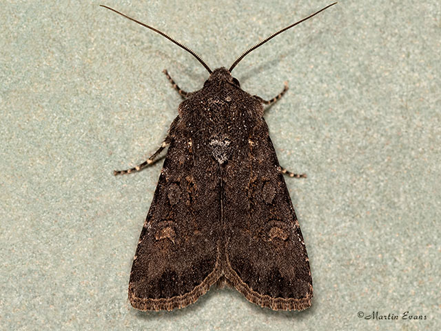  73.314 Garden Dart Copyright Martin Evans 