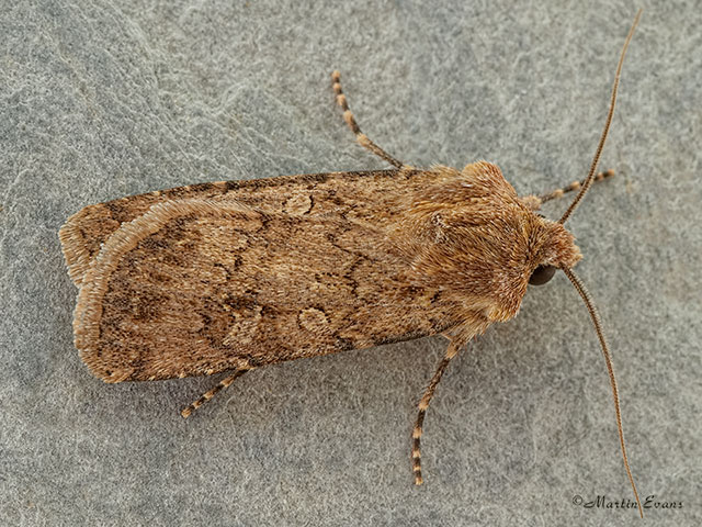  73.314 Garden Dart Copyright Martin Evans 