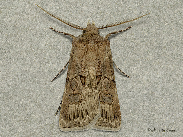  73.315 Great Dart Copyright Martin Evans 