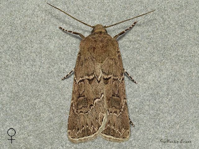  73.315 Great Dart female Copyright Martin Evans 
