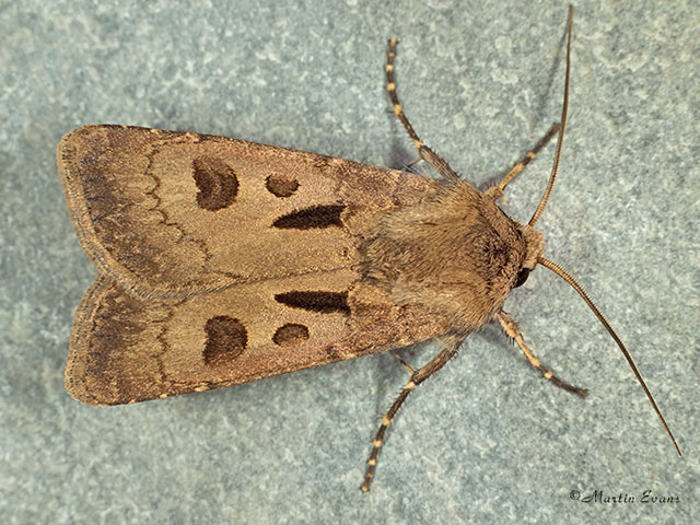  73.317 Heart and Dart Copyright Martin Evans 