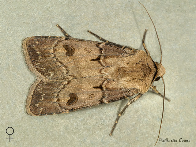  73.317 Heart and Dart female Copyright Martin Evans 