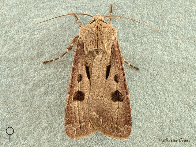  73.317 Heart and Dart female Copyright Martin Evans 