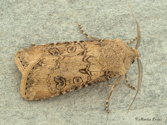  73.319 Turnip Moth male Copyright Martin Evans 
